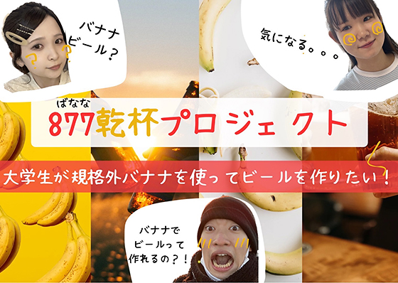 麗澤大学 経済学部経営学科 近藤明人ゼミナール　877（ばなな）乾杯プロジェクト 大学生が規格外バナナを使ってビールを作りたい！